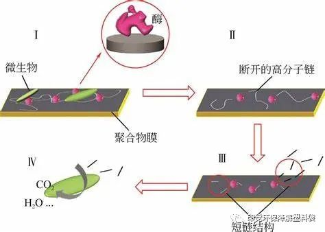 光氧、淀粉基與全生物降解的差異之處(圖2)